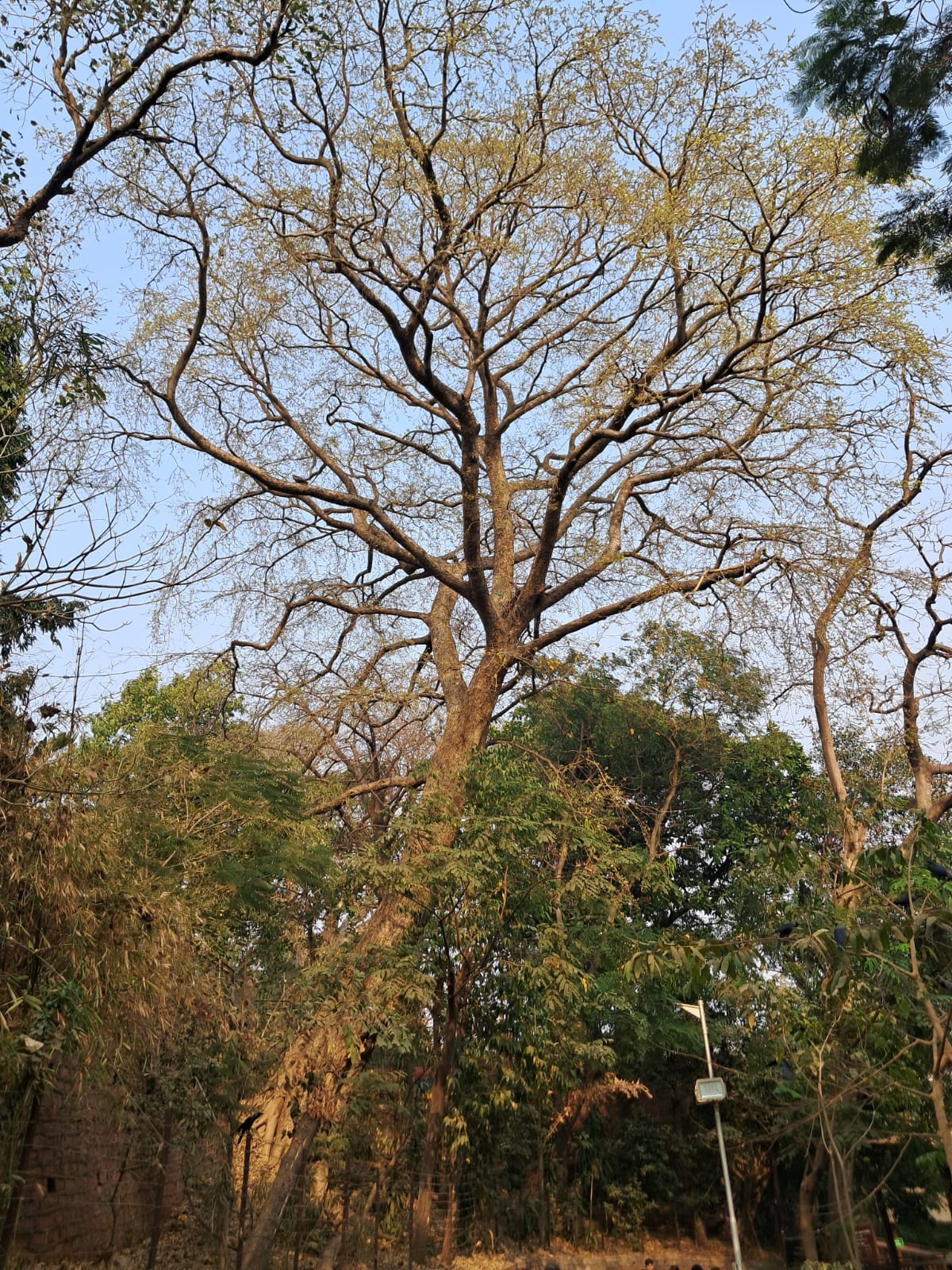 Nature Trails - Trees