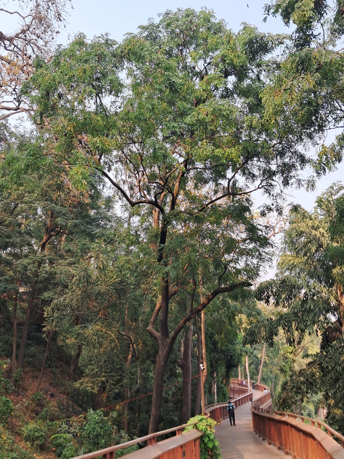 Nature Trails - Trees